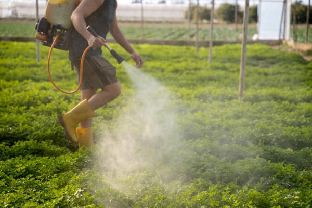 Best Pest Prevention Services  in Brookside, AL