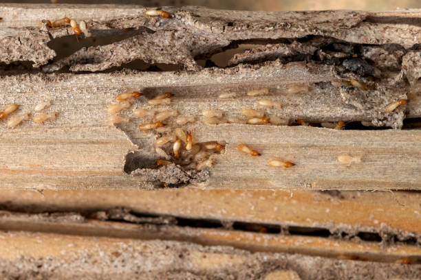 Pest Prevention Services in Brookside, AL